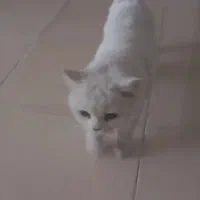 گربه نژاد دار