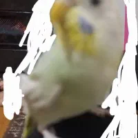 مرغ عشق