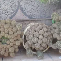 کاکتوس پر از پاجوش