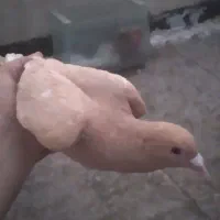 کبوترمینازرد