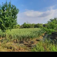 ۴۴۰ متر زمین واقع در عربخیل