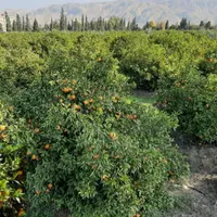 نیازمند نیروی کارگر باغ