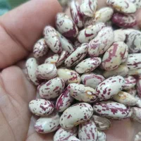 لوبیا چیتی
