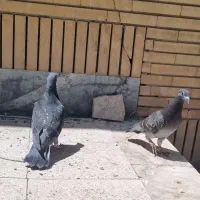 کفتر جوجه المانی مسافتی ذاتدار