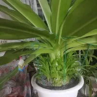 ‌گل و گیاه