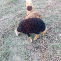 بره نر و ماده باهم