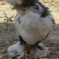 جوجه گلین پاپر کاکلی