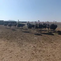 نیازمند کارگر ساده
