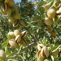 تولید نهال بادام آذر، تونو، فرانیس