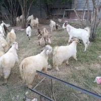 کره نر چپش گوسفند