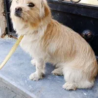 سگ Glen|سگ|چالدران, |دیوار