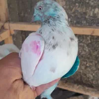 کفتروکبوتر