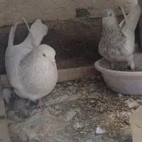 جفت کفتر