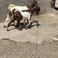 دوراس بزغاله ماده پاکستانی