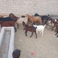 بزنژدی