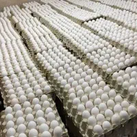 تخم مرغ تازه روز ، مستقیم از مرغداری ، قیمت عمده