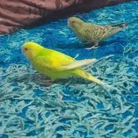 پرنده