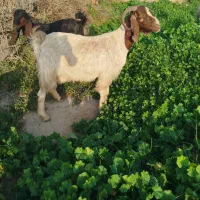 بز نژدی|حیوانات مزرعه|دزفول, |دیوار