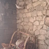 کبوتر|پرنده|بهبهان, |دیوار