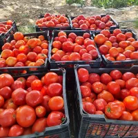 گوجه گوشتی اسداباد سفت درجه ۱