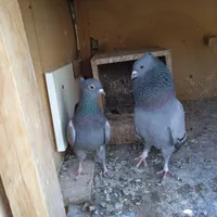 زاغ و سبز چشم سیاه عالی