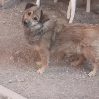 سگ پا کوتاه