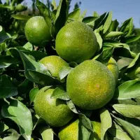 میوه سر درختی باغ شمارو اجاره میکنیم