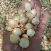 پیاز زرد اسگرو گلدونای  کیلویی ۳۰ملیون