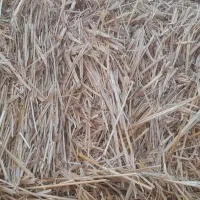 پرس گندم یا صفال