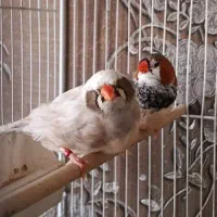 فنچ کینگ اورج اروپایی