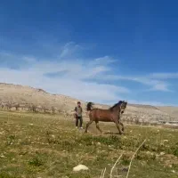 اسب مادیان درهشور