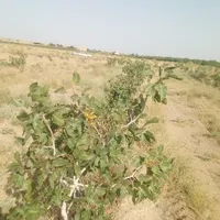 فروش زمین کشاورزی با نهال پسته