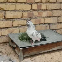 کبوتر|پرنده|داران, |دیوار