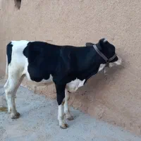 گاو|حیوانات مزرعه|خرمدشت, |دیوار