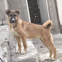 توله سگ ۳ماهه