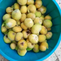 میوه|خوردنی و آشامیدنی|آشخانه, |دیوار