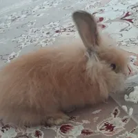 خرگوش لپی بامزه