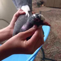 کبوتر پلنگ ریش کنده