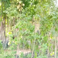 فروش یکجا نهالستان