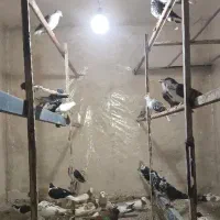 کفتر|پرنده|بردسکن, |دیوار