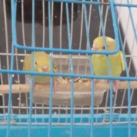 مرغ عشق|پرنده|میاندوآب, |دیوار