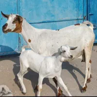 بز داشتی