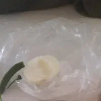 فروش پیاز عمده