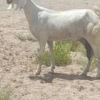 دو عدد بز آبستن هیکل و ی عدد چپش نری چاق