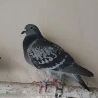 فروش کبوتر پلاکی....