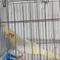 عروس لوتینیو نر