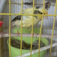 عروس هلندی و قناری