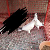 کفتر جوجه گمشده مژدگانی