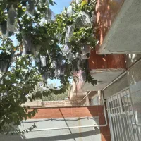 انگور ترکمن 4 (انگور سیاه بی دانه)
