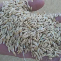 جو آبی